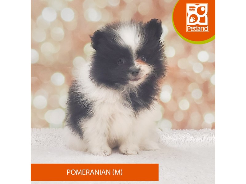 Pomeranian-Male-Black / White-4110263-Petland Strongsville