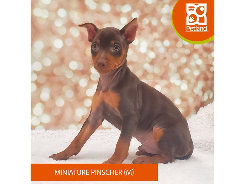 Miniature Pinscher-DOG-Male-Chocolate / Tan-4118970-Petland Strongsville