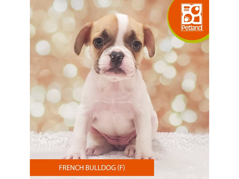 French Bulldog-Female-Pied-4118972-Petland Strongsville
