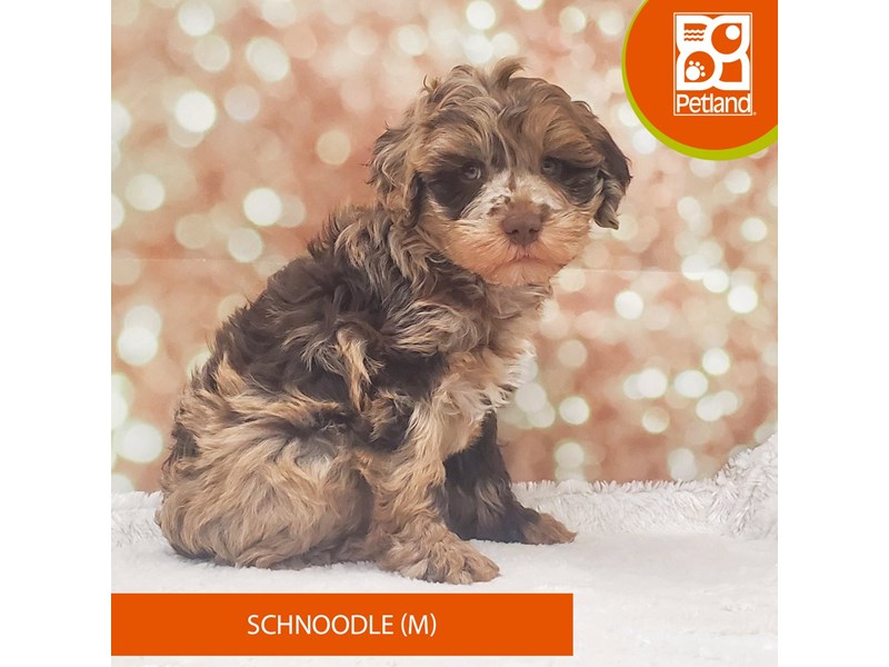 Schnoodle-DOG-Male-Chocolate Merle-4118975-Petland Strongsville
