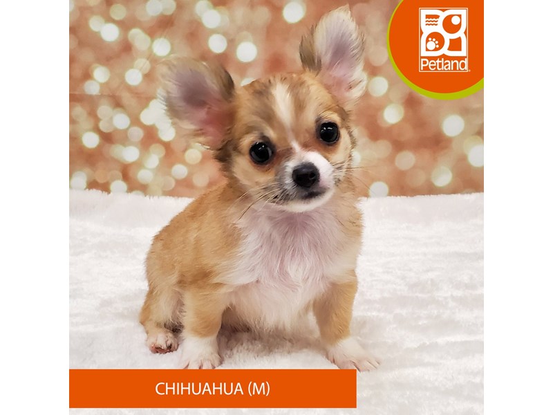 Chihuahua-DOG-Male-Red Sable-4118428-Petland Strongsville