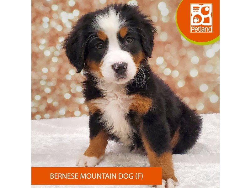 Bernese Mountain Dog-Female-Tri-Colored-4118424-Petland Strongsville