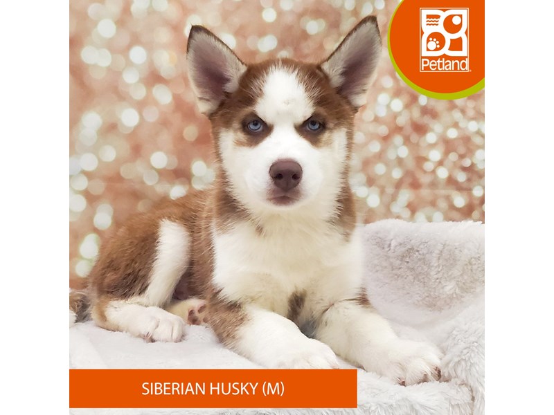 Siberian Husky-DOG-Male-Red / White-4127666-Petland Strongsville