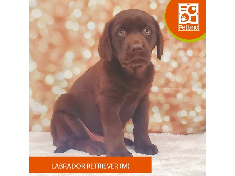 Labrador Retriever-DOG-Male-Chocolate-4138620-Petland Strongsville