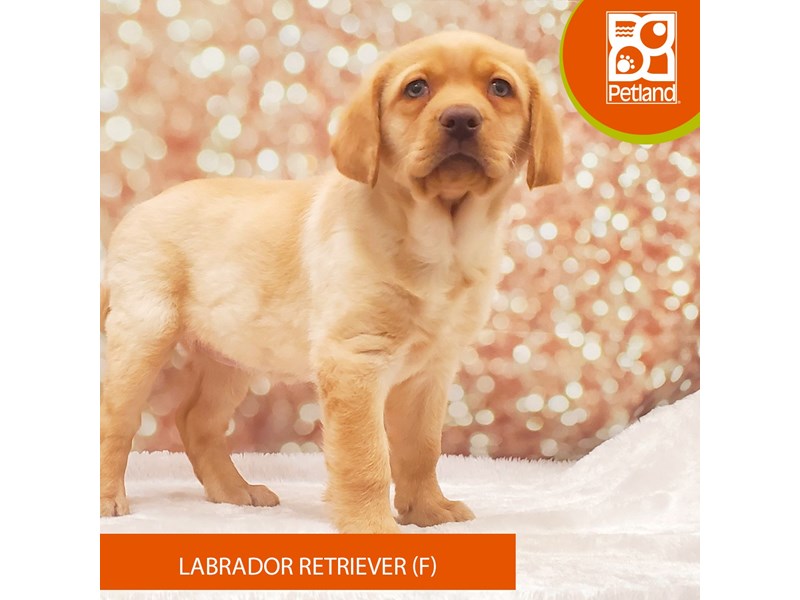 Labrador Retriever-Female-Yellow-4138619-Petland Strongsville