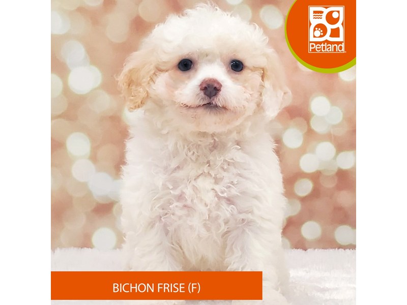 Bichon Frise-DOG-Female-White-4137695-Petland Strongsville