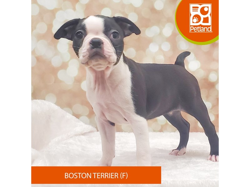 Boston Terrier-Female-Black / White-4145380-Petland Strongsville