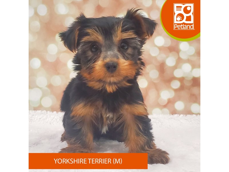 Yorkshire Terrier-Male-Black / Tan-4118984-Petland Strongsville