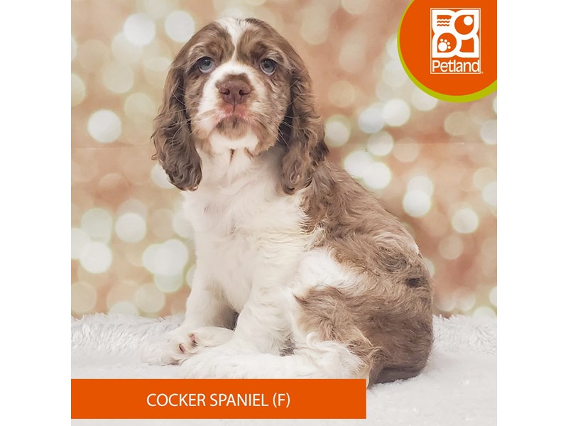 Cocker Spaniel-Female-Chocolate Merle-4155752-Petland Strongsville