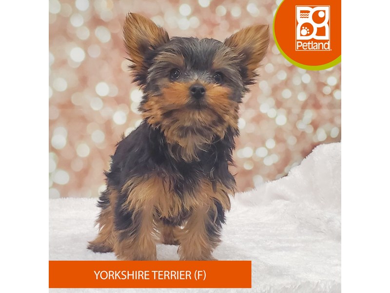 Yorkshire Terrier-Female-Black / Tan-4153768-Petland Strongsville